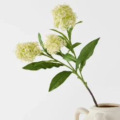Amaranth Stem