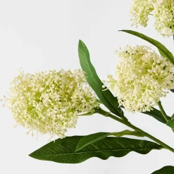 Amaranth Stem