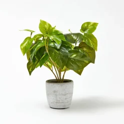 Devils Ivy In Cement Pot