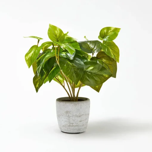 Devils Ivy In Cement Pot