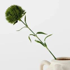 Dianthus Stem