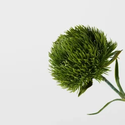 Dianthus Stem