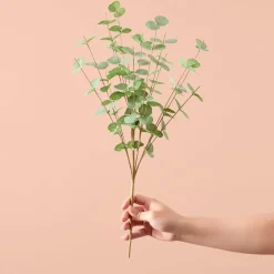 Eucalyptus Spray - Green