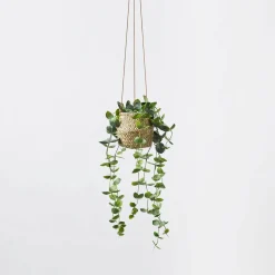 Hanging Plant - String Of Hearts