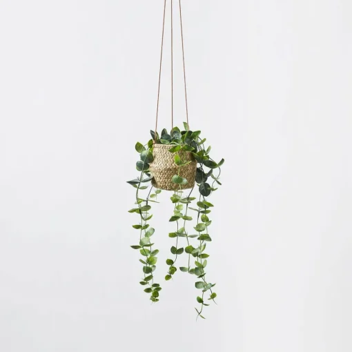 Hanging Plant - String Of Hearts