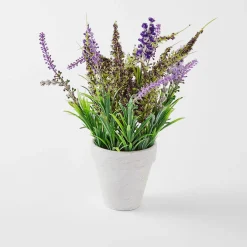Lavender In Pot