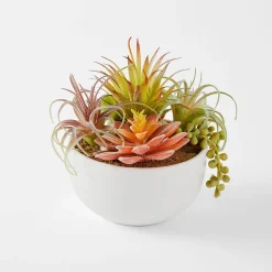 Mixed Succulents In Pot