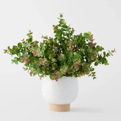 Money Leaf in Ceramic Pot