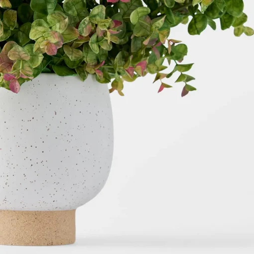 Money Leaf in Ceramic Pot
