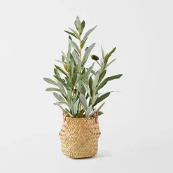 Olive Plant In Seagrass Basket - Green
