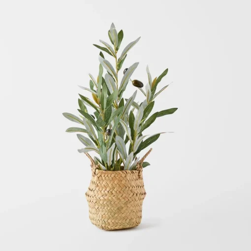 Olive Plant In Seagrass Basket - Green
