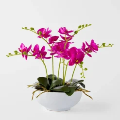 Orchid in Ceramic Pot - Fuchsia