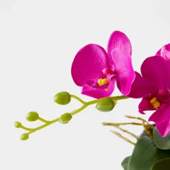 Orchid in Ceramic Pot - Fuchsia