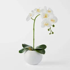 Orchid in Ceramic Pot Tall - White