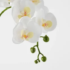 Orchid in Ceramic Pot Tall - White