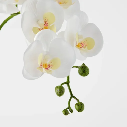 Orchid in Ceramic Pot Tall - White