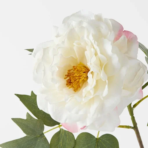 Peony Stem