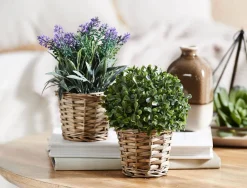 Potted Box Hedge In Basket