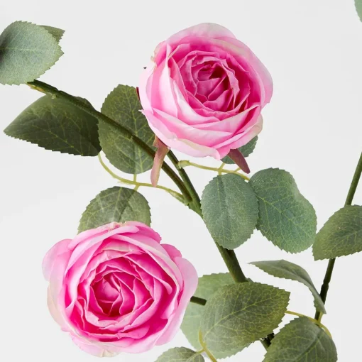 Rose Stem