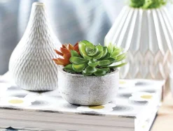 Succulent Garden In Round Pot