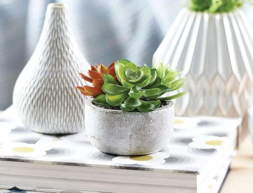 Succulent Garden In Round Pot
