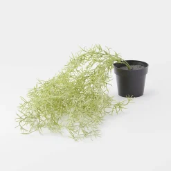 Trailing Rosemary In Plastic Pot - Green